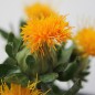 Preview: Saflor - Färberdistel orange (Samen)