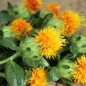 Preview: Saflor - Färberdistel orange (Samen)
