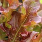Preview: Salat Ashley (Samen)