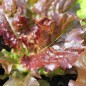 Preview: Salat Biscia Rossa (Samen)