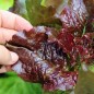 Preview: Salat Biscia Rossa (Samen)