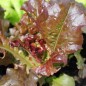 Preview: Salat Biscia Rossa (Samen)