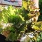 Preview: Salat Biscia Rossa (Samen)