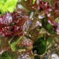 Preview: Salat Biscia Rossa (Samen)