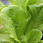 Preview: Salat Buttercrunch (Samen)
