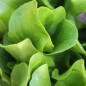 Preview: Salat Buttercrunch (Samen)