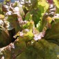 Preview: Salat Flame (Samen)