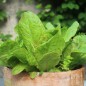 Preview: Salat Forellenschluss (Samen)