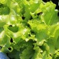 Preview: Salat Gentilina (Samen)