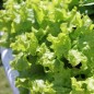 Preview: Salat Gentilina (Samen)