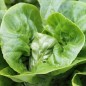 Preview: Salat Little Gem (Samen)
