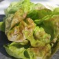 Preview: Salat Merveille de Quatre Saison (Samen)