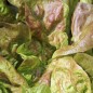 Preview: Salat Merveille de Quatre Saison (Samen)