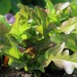Preview: Salat Radichetta (Samen)