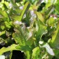 Preview: Salat Radichetta (Samen)