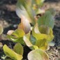 Preview: Salat Red Butter Romaine (Samen)