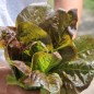 Preview: Salat Red Butter Romaine (Samen)