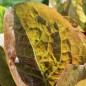 Preview: Salat Red Butter Romaine (Samen)