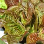 Preview: Salat Red Butter Romaine (Samen)