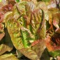 Preview: Salat Red Butter Romaine (Samen)