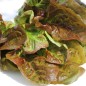 Preview: Salat Red Butter Romaine (Samen)