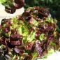 Preview: Salat Red Salad Bowl (Samen)