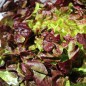 Preview: Salat Red Salad Bowl (Samen)