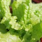 Preview: Salat Simpson (Samen)
