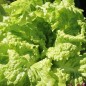 Preview: Salat Simpson (Samen)