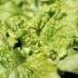 Preview: Salat Simpson (Samen)