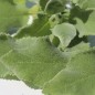 Preview: Salbei Crispa - Krauser Gewürzsalbei (Pflanze)