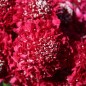 Preview: Scabiose Cherry Red (Samen)