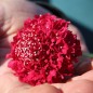 Preview: Scabiose Cherry Red (Samen)