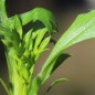 Preview: Scabiose Cherry Red (Samen)