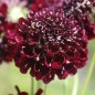 Preview: Scabiose Deep Purple (Samen)