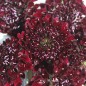 Preview: Scabiose Deep Purple (Samen)