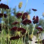 Preview: Scabiose Deep Purple (Samen)