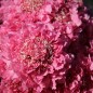 Preview: Scabiose Salmon Rose (Samen)