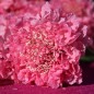 Preview: Scabiose Salmon Rose (Samen)