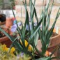 Preview: Scharfer Gelblauch - Sibirischer Knoblauch (Samen)
