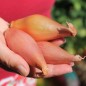 Preview: Schalotte Zebrune (Samen)