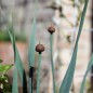 Preview: Scharfer Gelblauch - Sibirischer Knoblauch (Samen)