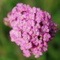 Preview: Schafgarbe Cerise Queen (Samen)