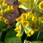 Preview: Schlüsselblume