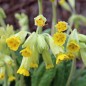 Preview: Schlüsselblume (Samen)