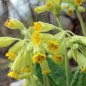Preview: Schlüsselblume (Samen)