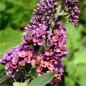 Preview: Schmetterlingsflieder Bicolor (Pflanze)