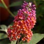 Preview: Schmetterlingsflieder Bicolor (Pflanze)