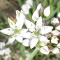 Preview: Schnittknoblauch (Samen)
