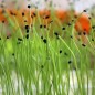 Preview: Schnittknoblauch (Samen)